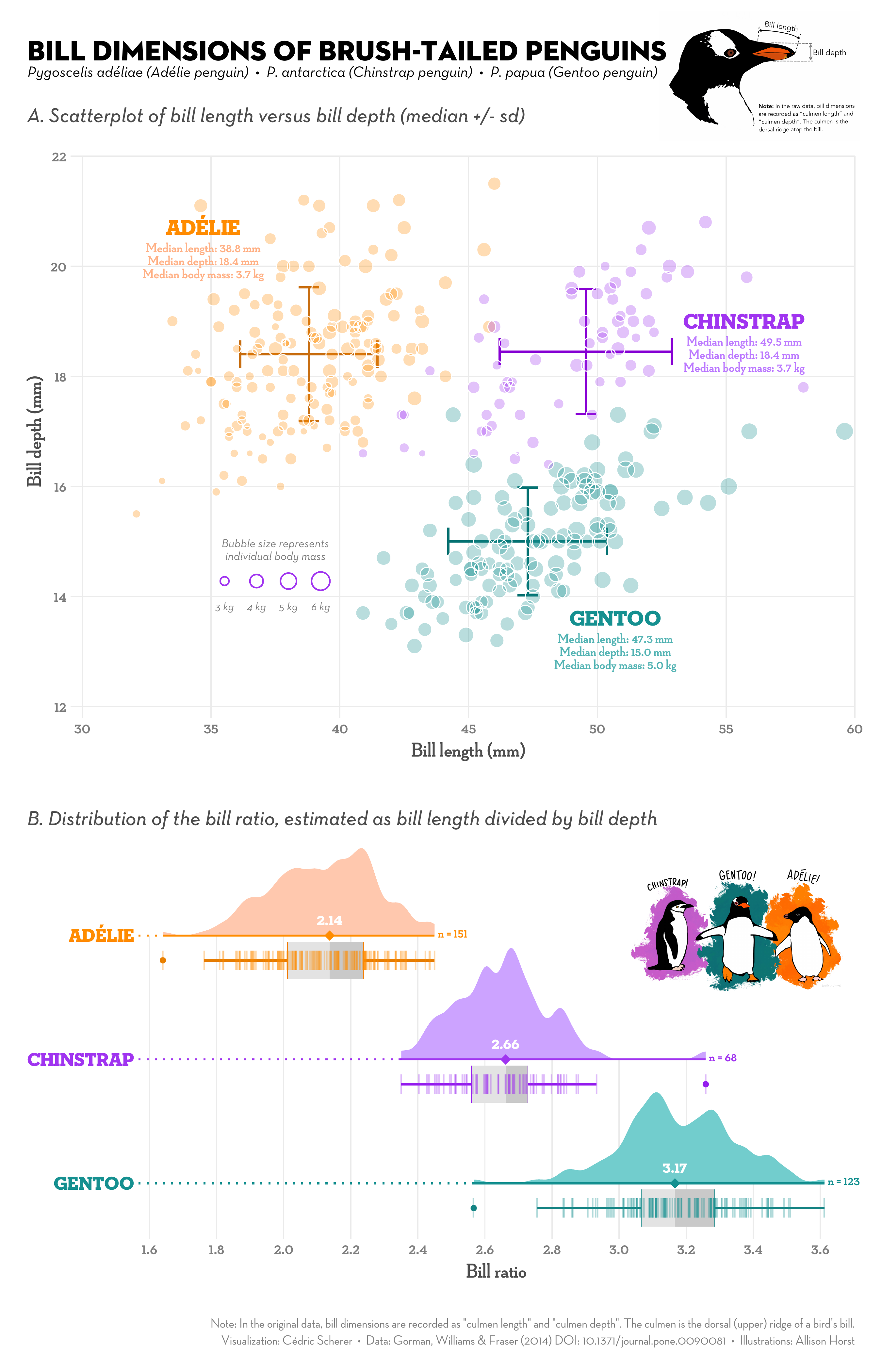 A colorful and annotated scatterplot and a custom raincloud plot showing various bill measures of Palmer penguins.
